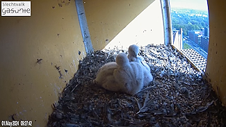 Gasunie Slechtvalk webcam