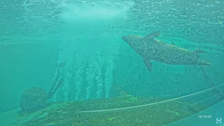 Onderwatercam Ecomare